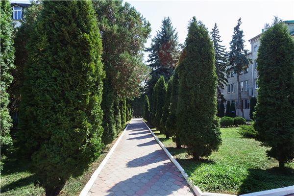 Аллея на территории санатория им. Анджиевского